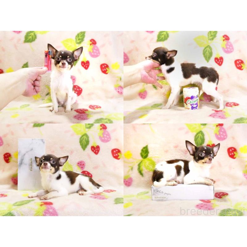 販売中の千葉県のチワワ(ロングコート)-413585の5枚目