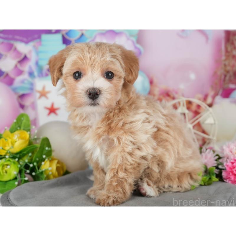 販売中の茨城県のマルプー:マルチーズ×トイプードル-428552の3枚目