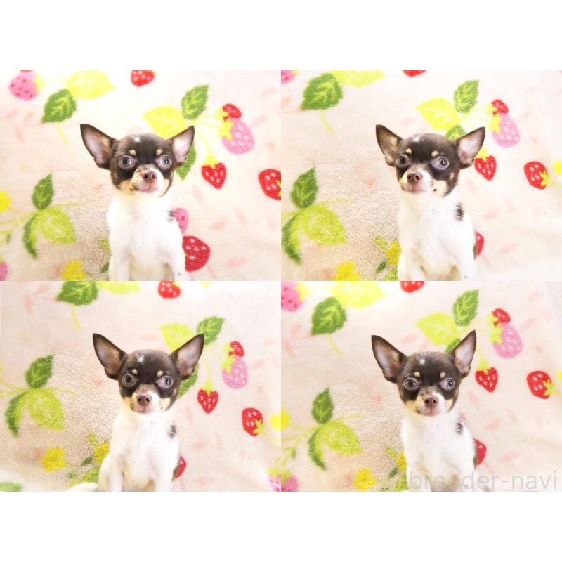 販売中の千葉県のチワワ(ロングコート)-413585の4枚目