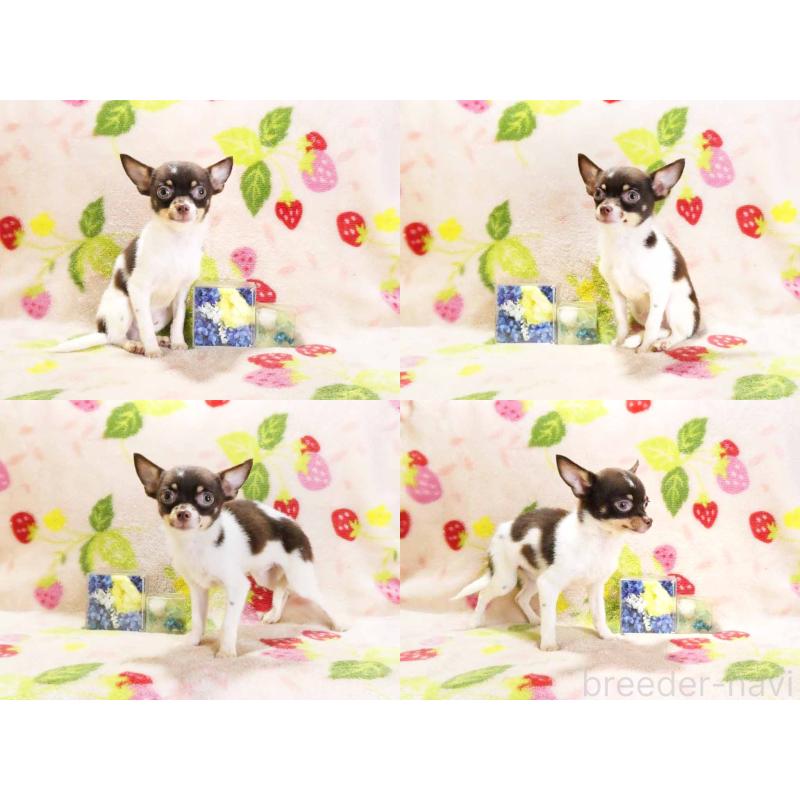 販売中の千葉県のチワワ(ロングコート)-413585の3枚目