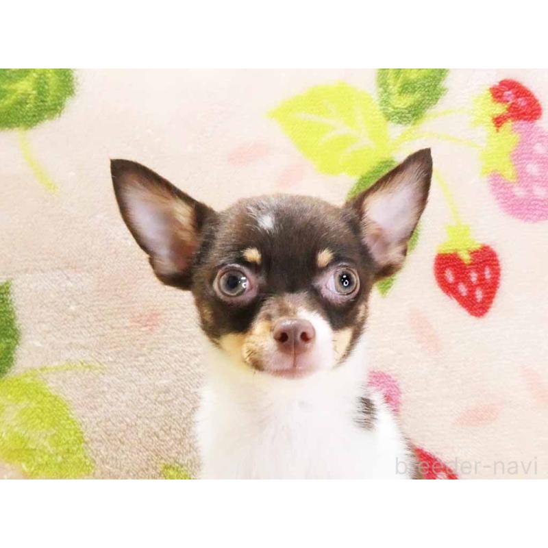 販売中の千葉県のチワワ(ロングコート)-413585の2枚目