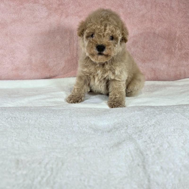 販売中の大阪府のトイプードル-428466の4枚目