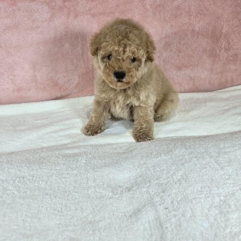 販売中の大阪府のトイプードル-428466の3枚目