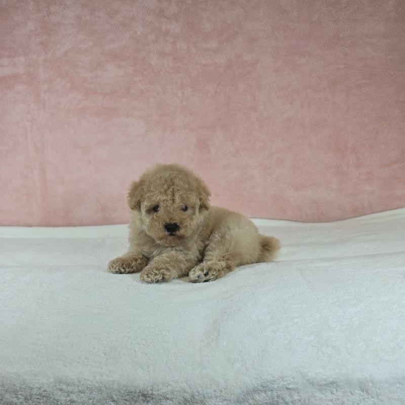 販売中の大阪府のトイプードル-428466の2枚目