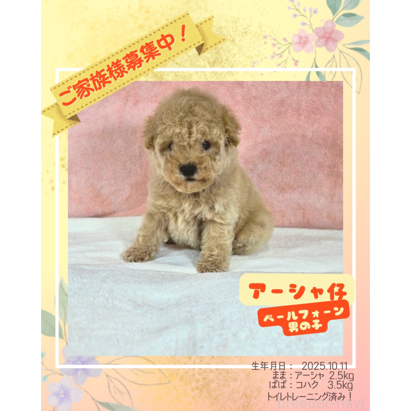 販売中の大阪府のトイプードル-428466