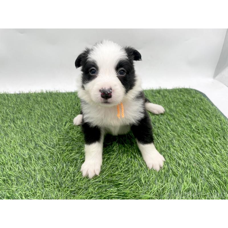 販売中の愛知県のボーダーコリー-428463の1枚目