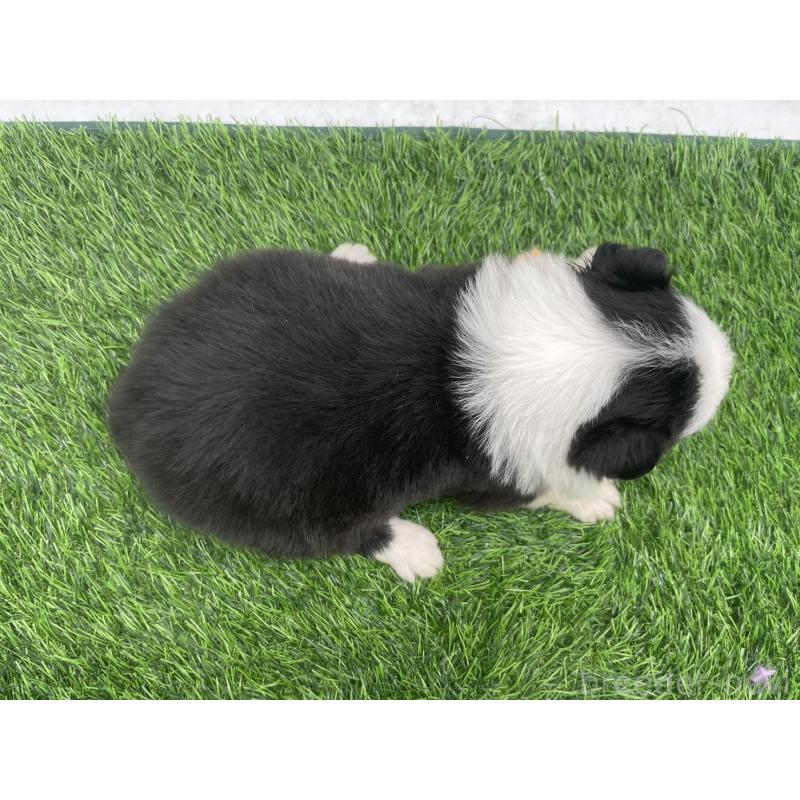 販売中の愛知県のボーダーコリー-428463の4枚目