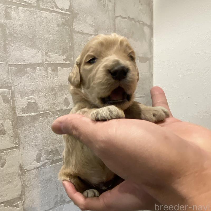 販売中の群馬県のゴールデンドゥードル:ゴールデンレトリーバー×プードル-428465の6枚目