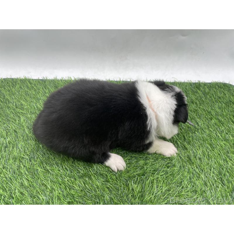 販売中の愛知県のボーダーコリー-428463の3枚目