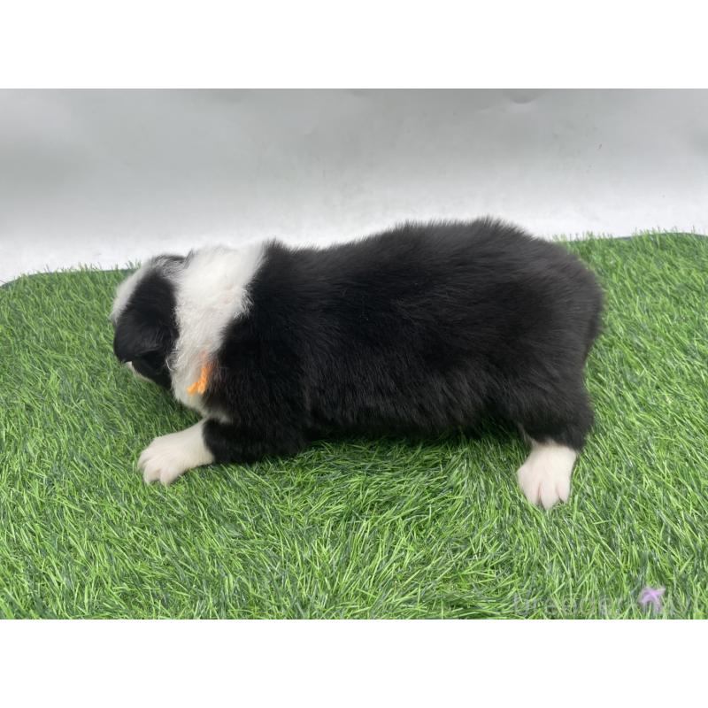 販売中の愛知県のボーダーコリー-428463の2枚目