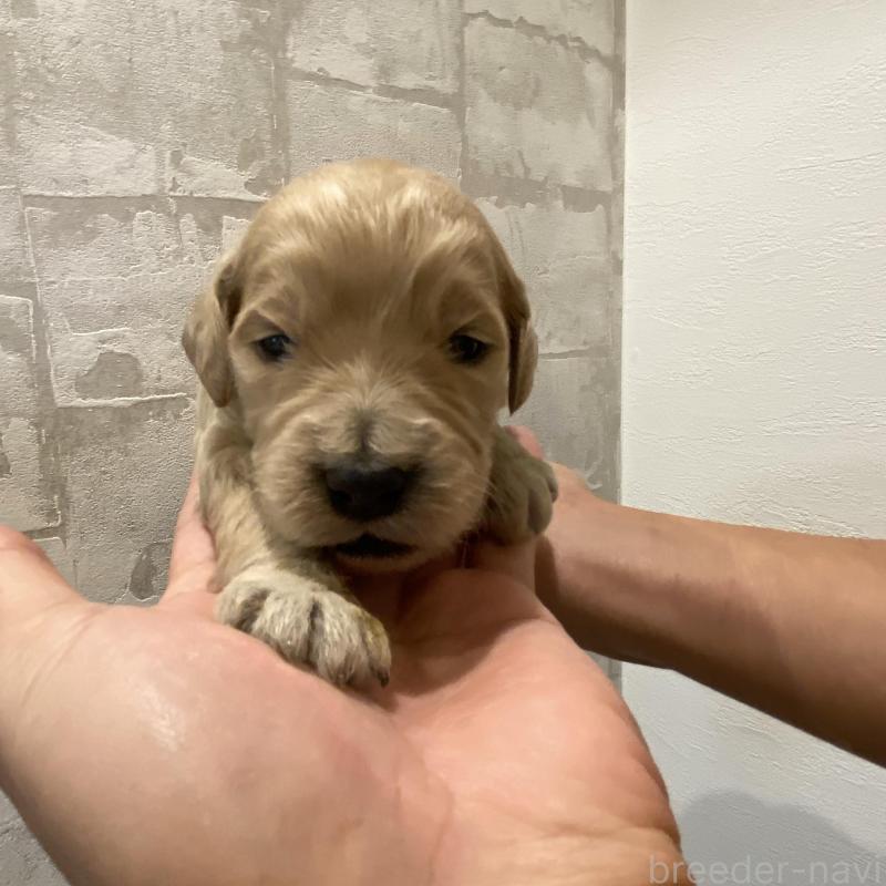 販売中の群馬県のゴールデンドゥードル:ゴールデンレトリーバー×プードル-428465の5枚目