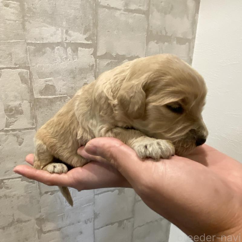 販売中の群馬県のゴールデンドゥードル:ゴールデンレトリーバー×プードル-428465の4枚目