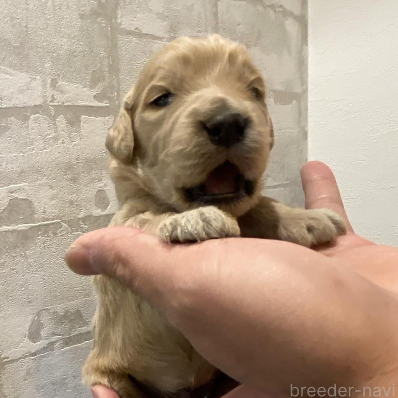 販売中の群馬県のゴールデンドゥードル:ゴールデンレトリーバー×プードル-428465の3枚目