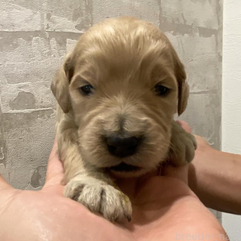 販売中の群馬県のゴールデンドゥードル:ゴールデンレトリーバー×プードル-428465の2枚目