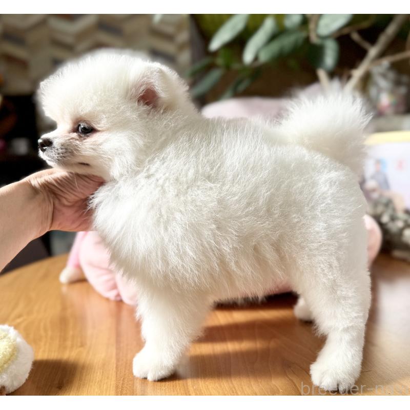 販売中の大阪府のポメラニアン-428468の9枚目