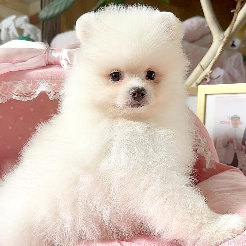 販売中の大阪府のポメラニアン-428468の8枚目