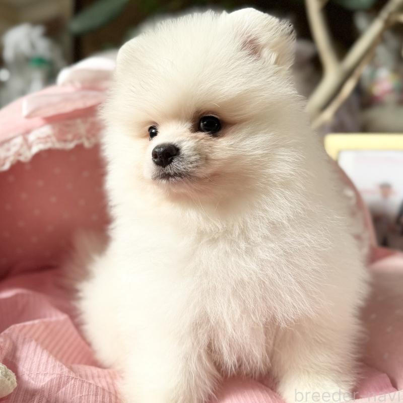 販売中の大阪府のポメラニアン-428468の7枚目