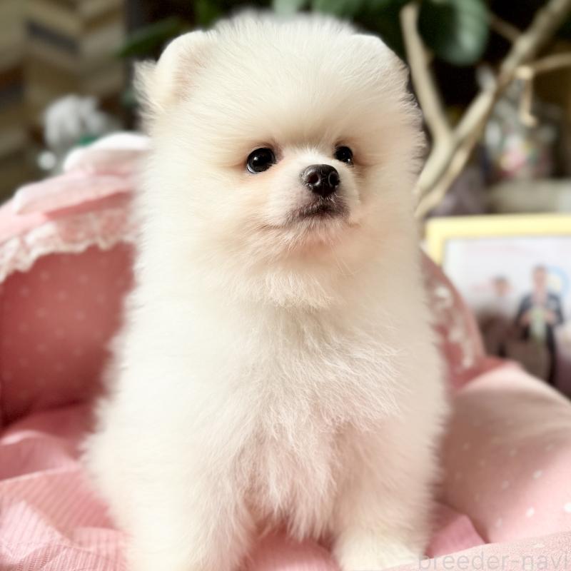 販売中の大阪府のポメラニアン-428468の6枚目