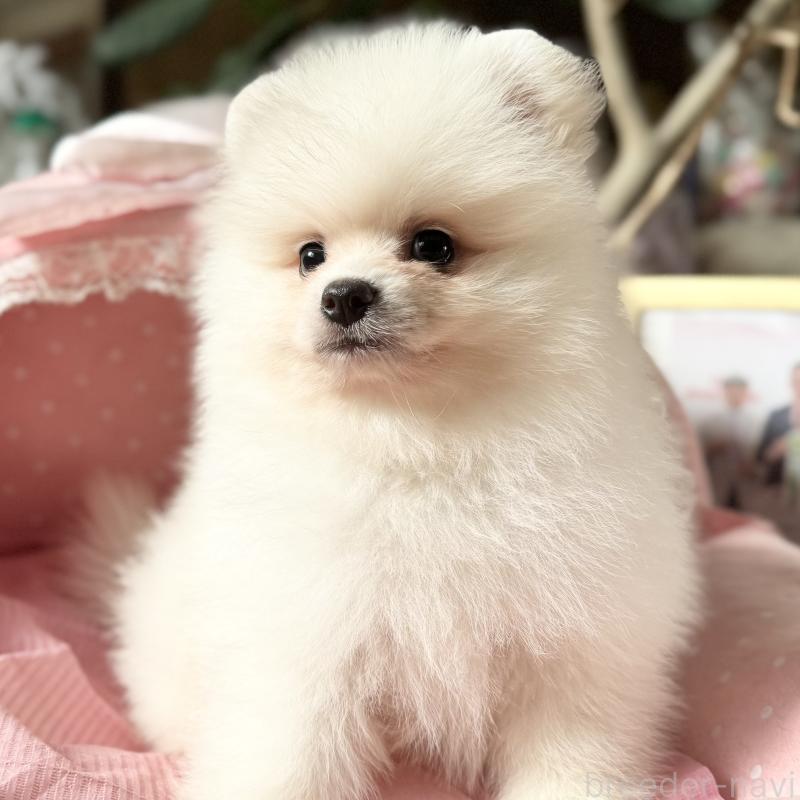 販売中の大阪府のポメラニアン-428468の5枚目