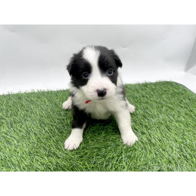 成約済の愛知県のボーダーコリー-428467の1枚目