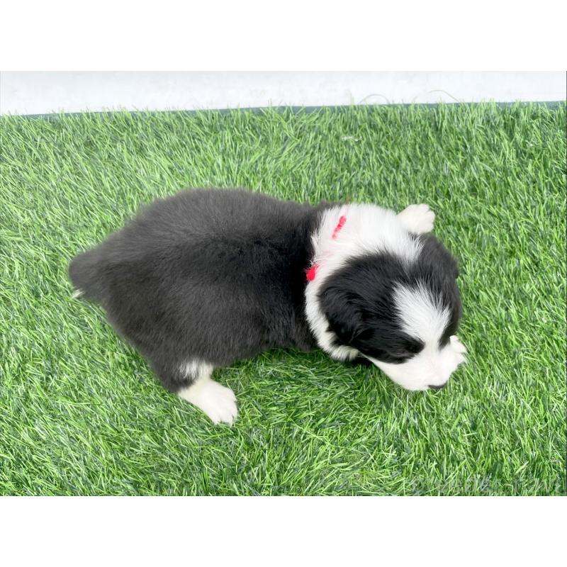 成約済の愛知県のボーダーコリー-428467の4枚目