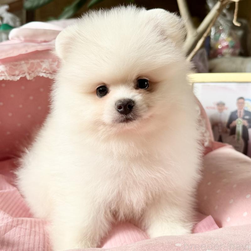 販売中の大阪府のポメラニアン-428468の4枚目