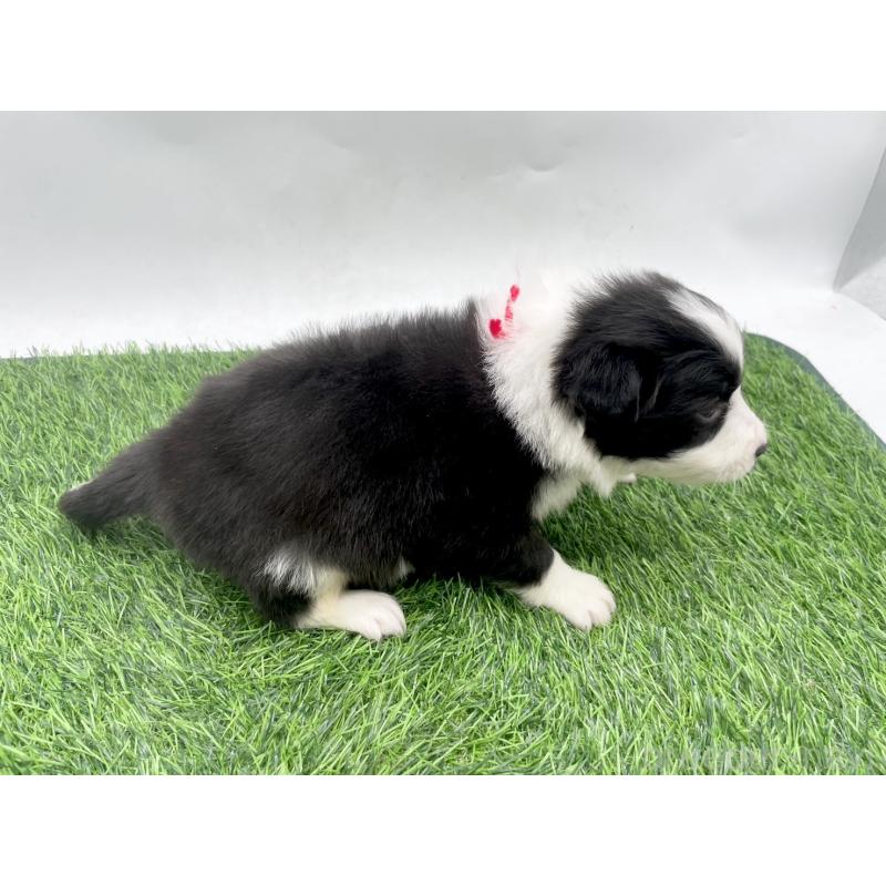 成約済の愛知県のボーダーコリー-428467の3枚目