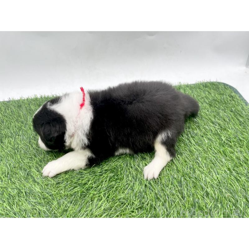 成約済の愛知県のボーダーコリー-428467の2枚目