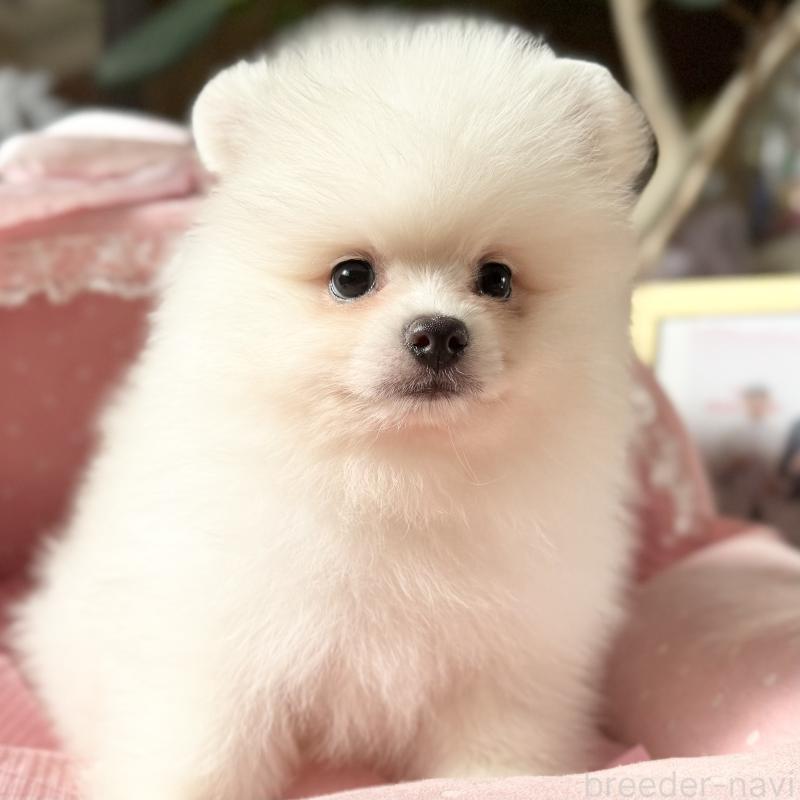 販売中の大阪府のポメラニアン-428468の3枚目