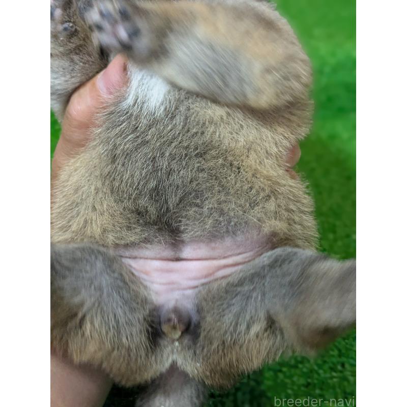 販売中の鹿児島県の豆柴-428469の6枚目