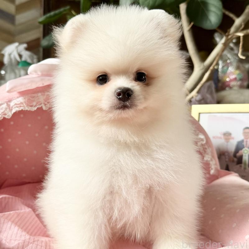 販売中の大阪府のポメラニアン-428468の2枚目