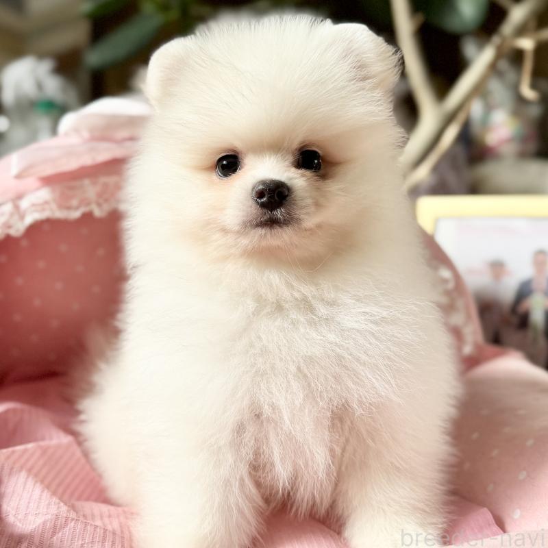 販売中の大阪府のポメラニアン-428468