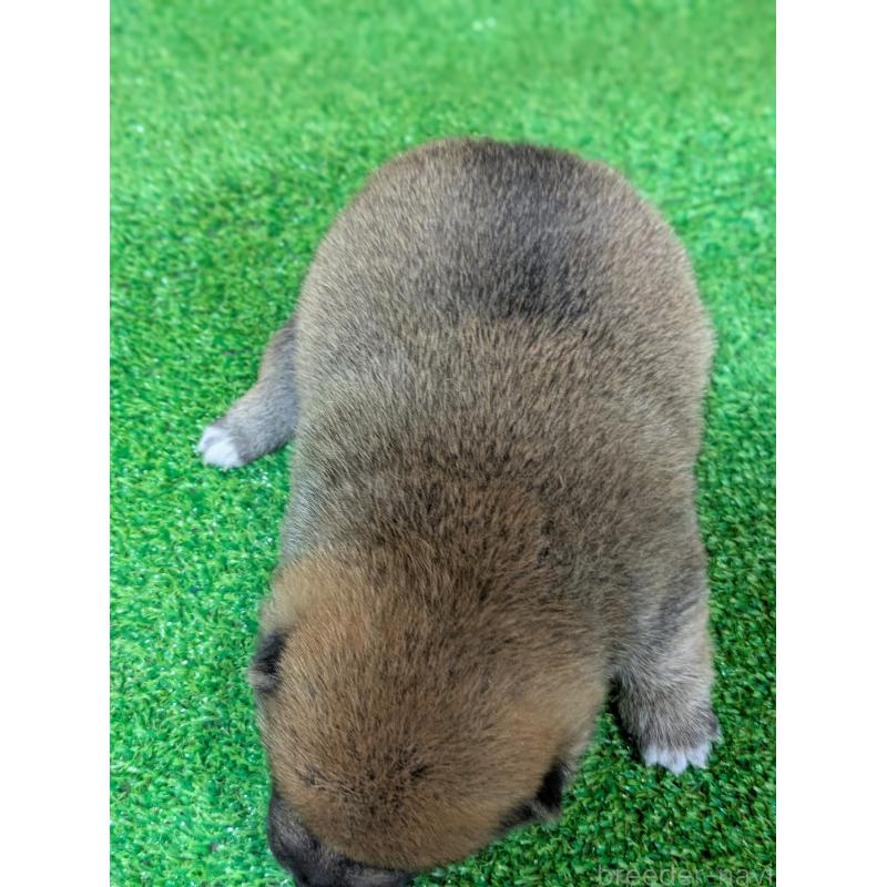 販売中の鹿児島県の豆柴-428469の5枚目