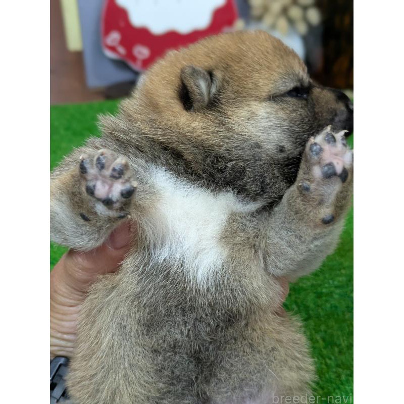 販売中の鹿児島県の豆柴-428469の4枚目