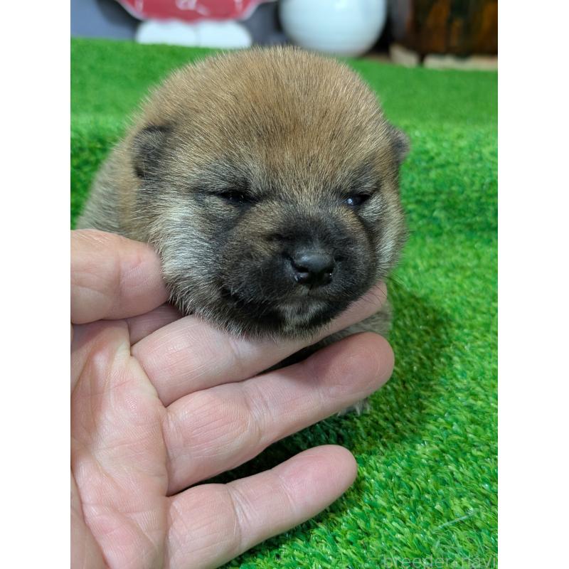 販売中の鹿児島県の豆柴-428469の3枚目