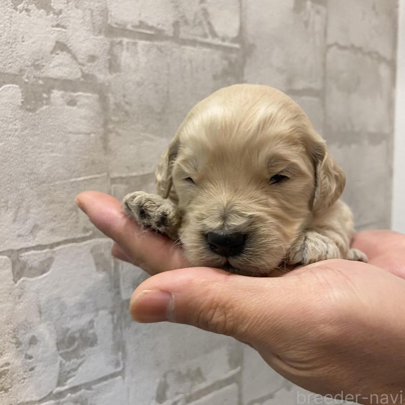 販売中の群馬県のゴールデンドゥードル:ゴールデンレトリーバー×プードル-428477の6枚目