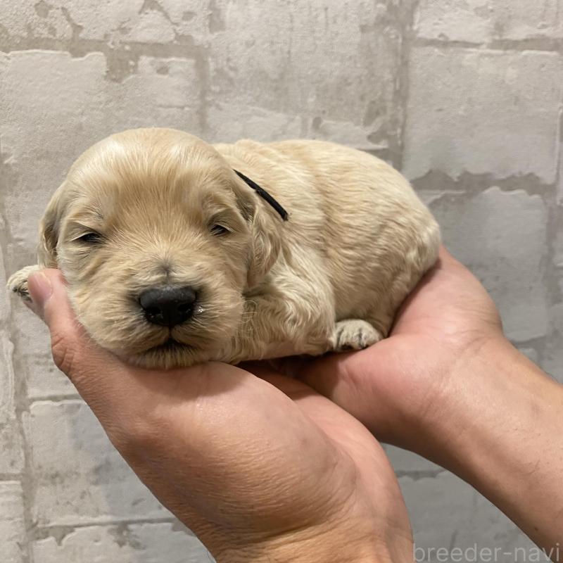 販売中の群馬県のゴールデンドゥードル:ゴールデンレトリーバー×プードル-428477の5枚目