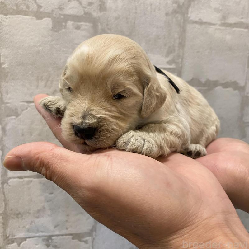 販売中の群馬県のゴールデンドゥードル:ゴールデンレトリーバー×プードル-428477の4枚目