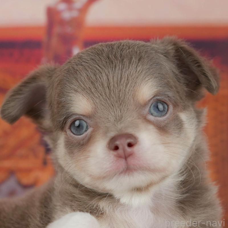 販売中の埼玉県のチワワ(ロングコート)-428875の1枚目