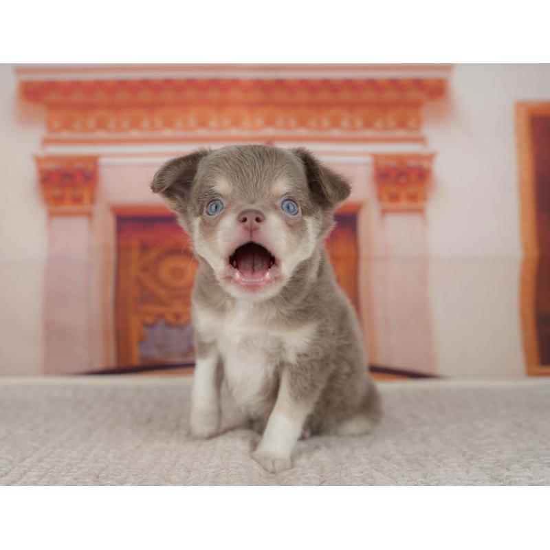 販売中の埼玉県のチワワ(ロングコート)-428875の9枚目