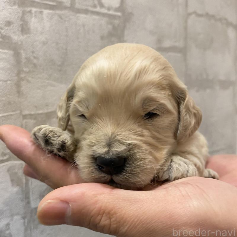 販売中の群馬県のゴールデンドゥードル:ゴールデンレトリーバー×プードル-428477の3枚目