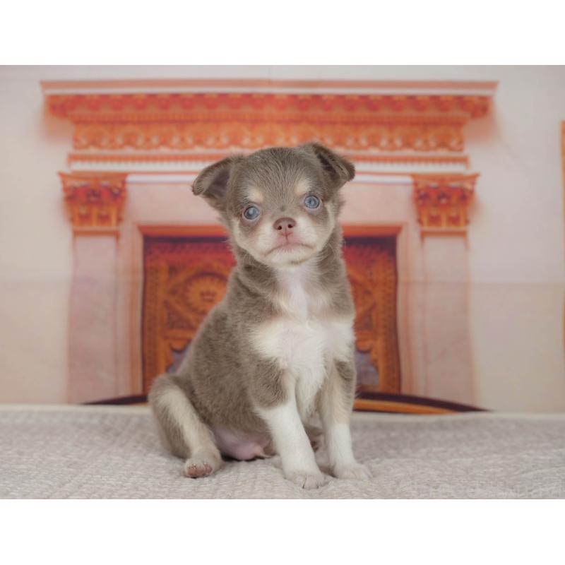 販売中の埼玉県のチワワ(ロングコート)-428875の8枚目