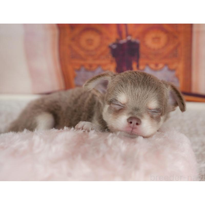 販売中の埼玉県のチワワ(ロングコート)-428875の7枚目