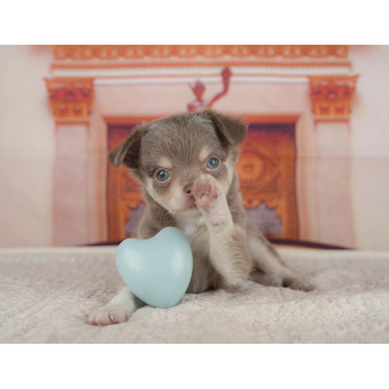 販売中の埼玉県のチワワ(ロングコート)-428875の6枚目