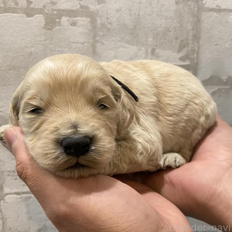 販売中の群馬県のゴールデンドゥードル:ゴールデンレトリーバー×プードル-428477の2枚目
