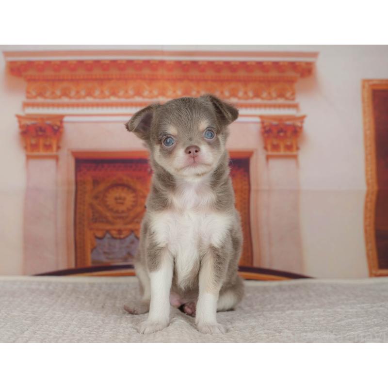 販売中の埼玉県のチワワ(ロングコート)-428875の5枚目