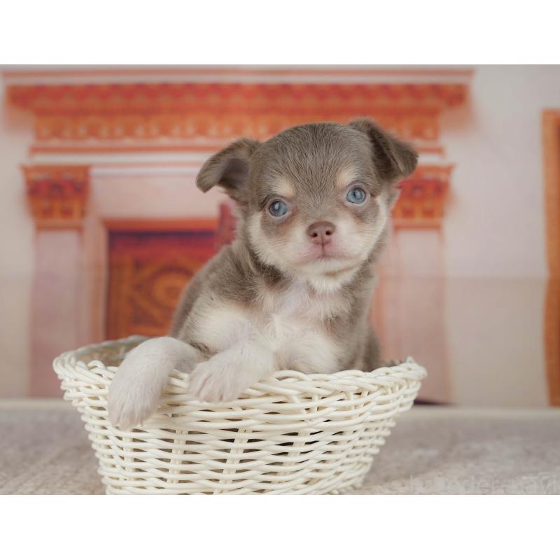 販売中の埼玉県のチワワ(ロングコート)-428875の4枚目