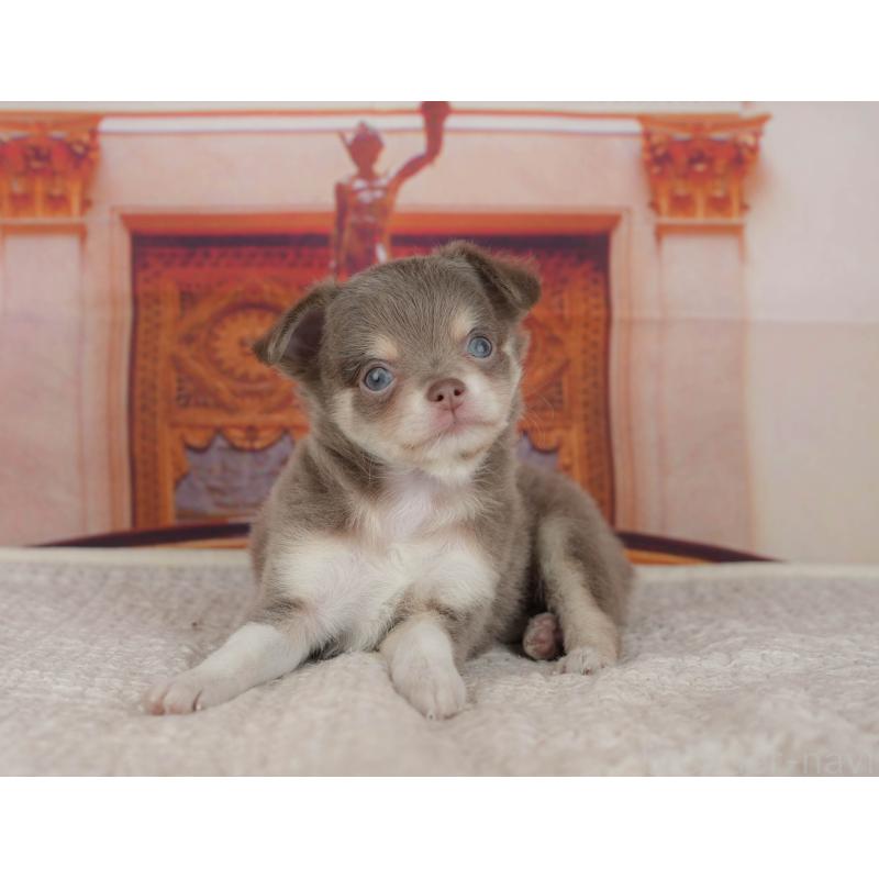 販売中の埼玉県のチワワ(ロングコート)-428875の3枚目