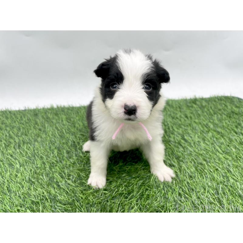 販売中の愛知県のボーダーコリー-428470の1枚目