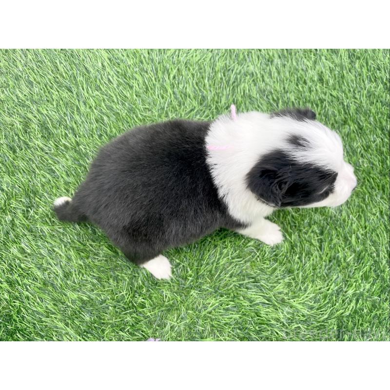 販売中の愛知県のボーダーコリー-428470の4枚目